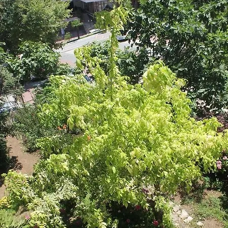 Thermal Orkide يالوفا